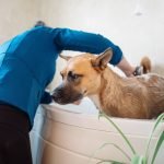 Barking Dogs Self Wash And Grooming Mesa: Pamper Your Pet