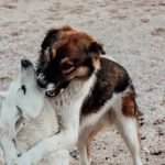 Barking Dogs Self Wash And Grooming – Mesa: Pamper Your Pet