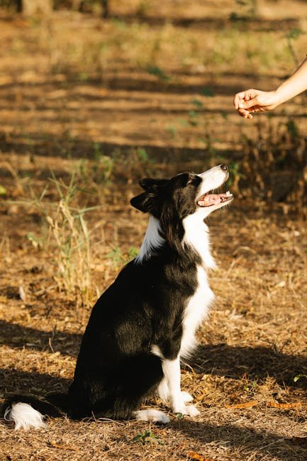 Basic Dog Training Commands: Essential for Every Owner