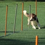 Basic Obedience Dog Training near Me: Unleash Success 2025