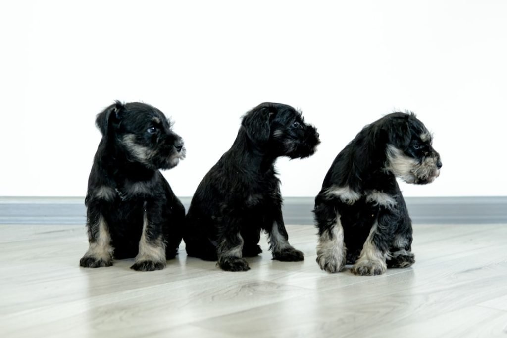 Basic Puppy Obedience Training: Essential Tips for Success