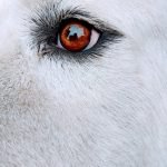 Beauty Fur Dog Grooming: Transform Your Pet’s Look