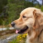 Behaviour Modification Techniques for Dogs: Transformative Tips