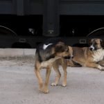 Bell Train Dog: Master Potty Training Techniques