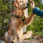 Bernese Mountain Dog Grooming: Essential Tips & Techniques