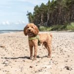 Best Dog Breeds for Training: Unleash Your Pup’s Potential