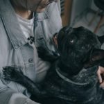 Bev’S Dog Grooming: Transform Your Pet Today