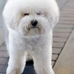Bichon Dog Grooming: Transform Your Pup’s Look