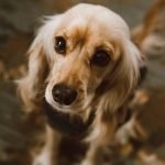 Big Fluffy Dog Breeds: Ultimate Guide to Cozy Companions