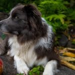 Bladder Stone Diet for Dogs: Essential Nutrition Tips