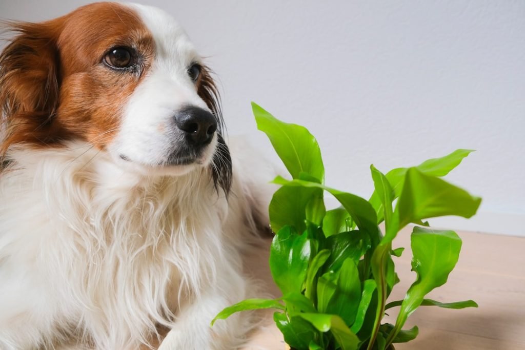 Bland Diet for Dog With Diarrhea: Soothe & Heal Fast