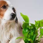Bland Diet for Dog With Diarrhea: Soothe & Heal Fast