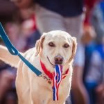 Blue Ribbon Dog Grooming: Transform Your Pet Today