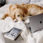 Book Online Dog Grooming: Convenient Pet Pampering