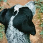 Breeds of Black And White Dogs: Discover Striking Patterns