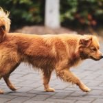 Breeds of Poodle Dogs: Discover the Perfect Match