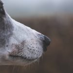 Brindle Dog Breeds: Unleash Unique Canine Beauty