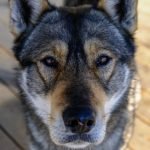 Bully Dog Breeds List: Discover Top Companion Picks