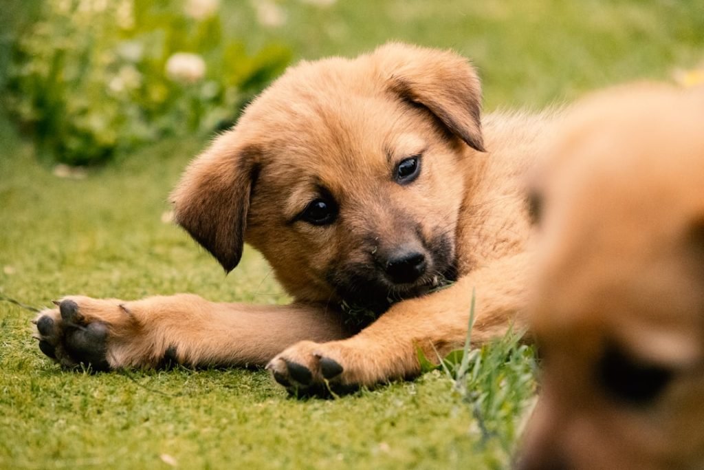California Dog Insurance: Protect Your Pup Today!