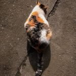 Can Cats Be Trained Like Dogs: Unleash Feline Potential