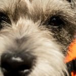 Can Dogs Have Activated Charcoal: Benefits & Risks Explained