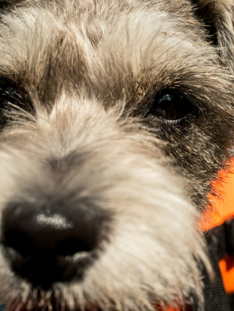 Can Dogs Have Activated Charcoal: Benefits & Risks Explained