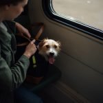 Can You Bring Dogs on a Train: Essential Guide