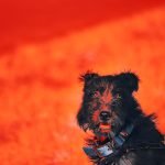 Can You Give Activated Charcoal to Dogs: Safety Guide