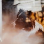 Can You Give a Dog Activated Charcoal Safely?