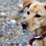 Can You Put Life Insurance on a Dog: Uncovering Truths