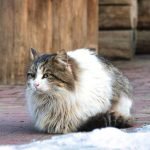 Can You Train a Cat Like a Dog: Unveiling the Secrets