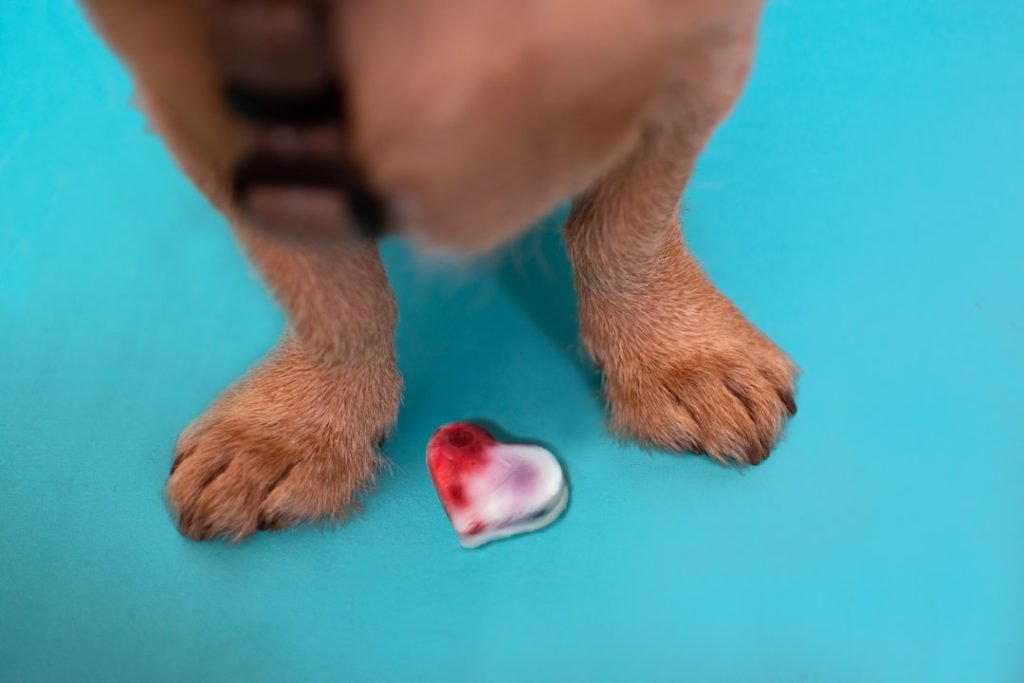 Cardiac Diet for Dogs: Boost Heart Health Today