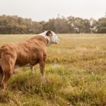 Cattle Dog Health Issues: Vital Tips for Owners