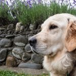 Cavachon Dogs Health Problems: Essential Care Guide