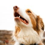 Cbd Dog Health Reviews: Discover Top Benefits and Feedback
