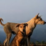Central Asian Shepherd Dog Health Problems: Essential Insights