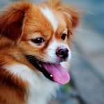 Cheap Dog Breeds: Affordable Canine Companions