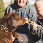 Cheap Dog Insurance for Older Dogs: Smart Savings Guide