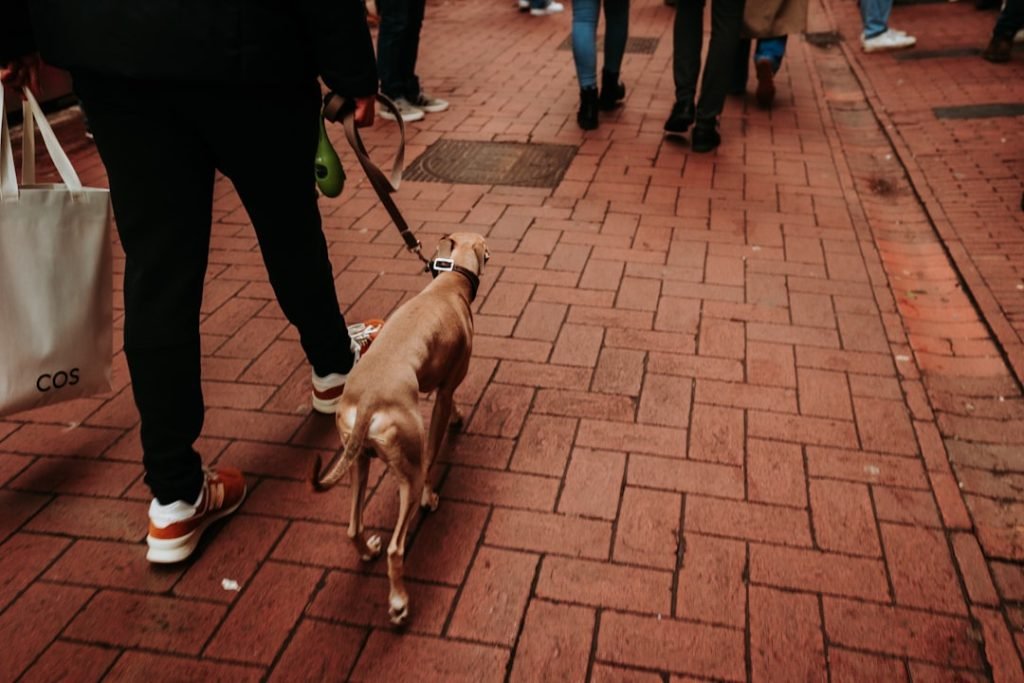 Cheapest Dog Breeds to Insurance: Save on Pet Coverage