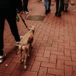 Cheapest Dog Breeds to Insurance: Save on Pet Coverage