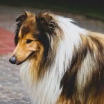 Cheapest Dogs to Insure: Save Big on Pet Insurance