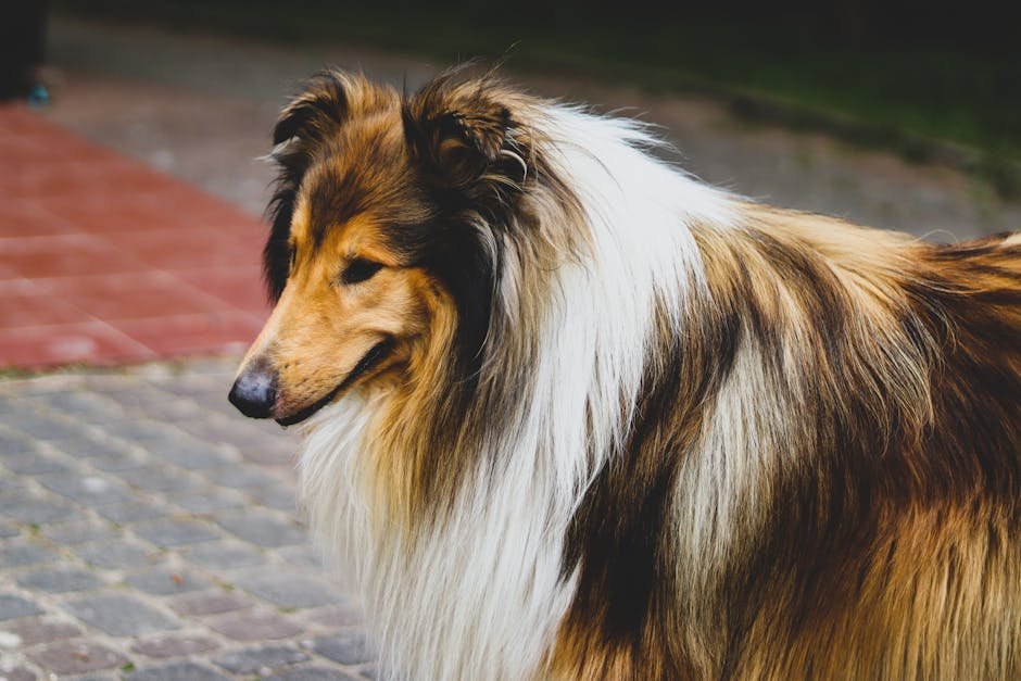 Cheapest Dogs to Insure: Save Big on Pet Insurance