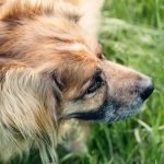 Cheapest Insurance for Dogs: Save Big on Pet Protection
