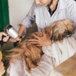 Chihuahua Dog Grooming: Ultimate Guide to Pampering