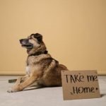 Chihuahua Rescue Dogs: Heartwarming Adoption Stories