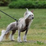 Chinese Crested Dog Breeds: Unique and Lovable Companions
