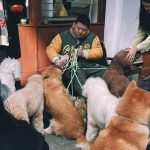 Chinese Crested Dog Grooming: Expert Tips & Techniques