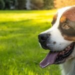 Compare Pet Insurances for Dogs: Find the Best Plan