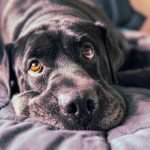 Cost of Dog Insurance: Save Big on Pet Protection