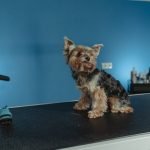Country Dog Grooming Salon: Pamper Your Pooch Perfectly